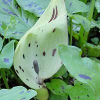 L'arum maculé ou le gouet est taché avec les gouttes de sang qui tombaient des blessures des pieds du Christ