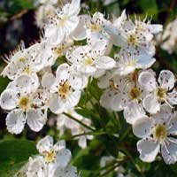 L'aubépine qui fleurit toujours le jour de Noël donna le rameau qui forma la Couronne d'Epines de la Passion.