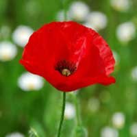 Tant que le coquelicot montre ses pétales rouges et sa formé de Croix, l'héroïsme et la charité ne disparaîtront pas de la Terre.