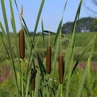 Le jonc, avec son plumet, fut le sceptre que les soldats Romains mirent entre les mains du Christ quand ils se moquèrent de Lui. 