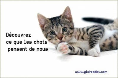 Découvrez ce que les chats pensent de nous