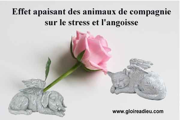 Effet apaisant des animaux de compagnie sur le stress et l’angoisse