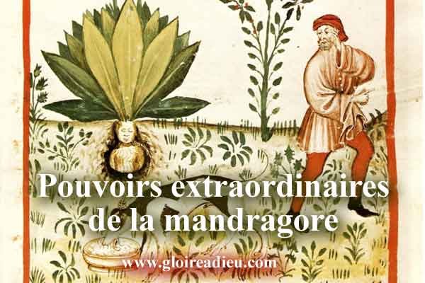 La mandragore plante aphrodisiaque utilisée dans la Bible pour avoir des enfants