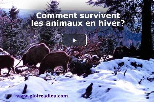 Comment survivent les animaux en hiver? – vidéo