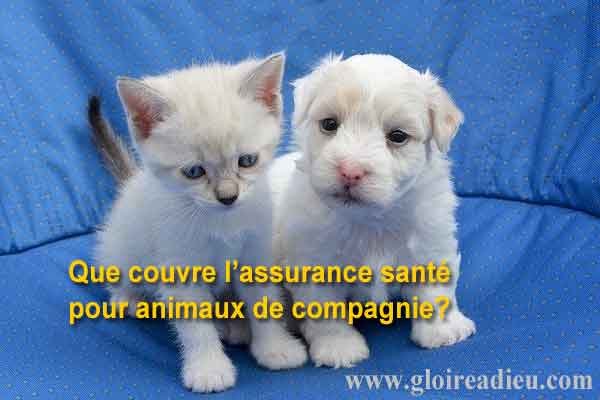 Que couvre l’assurance santé pour animaux de compagnie?