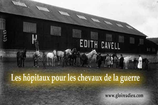 Les hôpitaux pour les chevaux