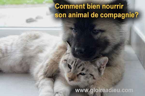 Comment bien nourrir son animal de compagnie?