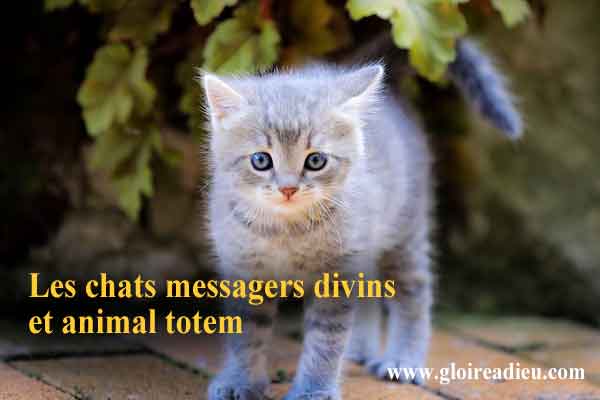 Les chats messagers divins et animal totem