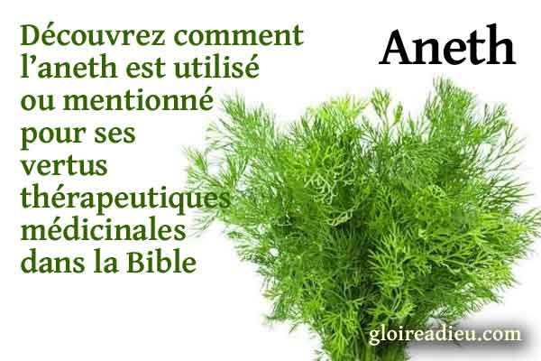 Aneth – Plante médicinale de la Bible