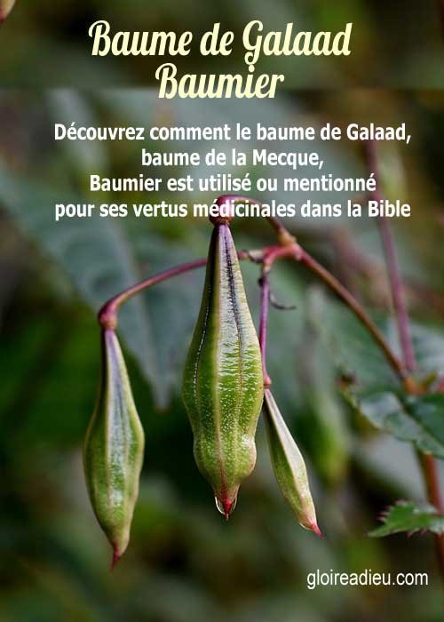 Baume de Galaad, Baumier – Plante médicinale de la Bible