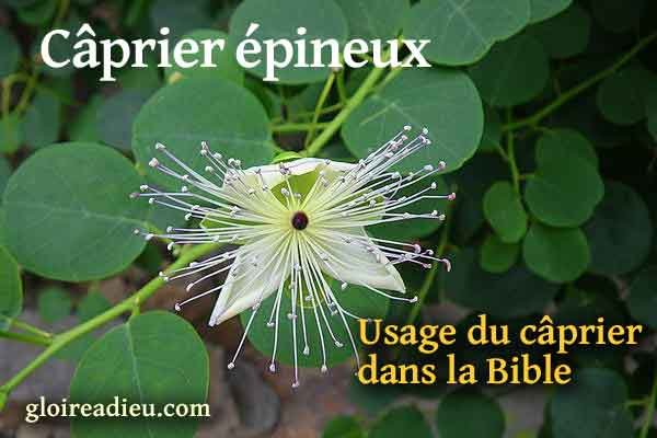 Usage du câprier épineux dans la Bible