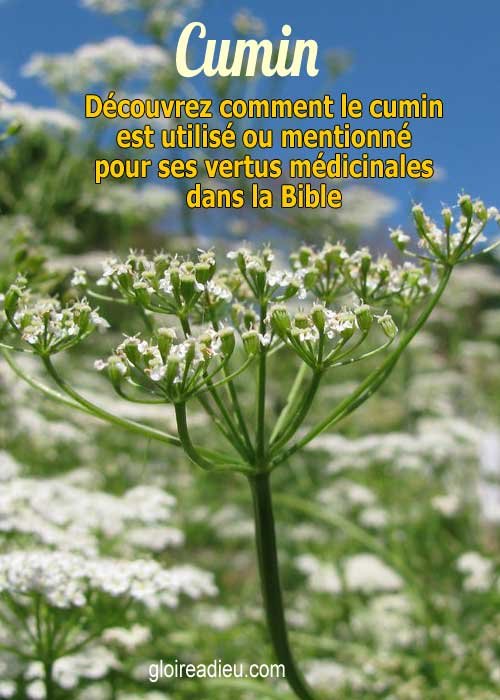 Cumin  – Plante médicinale de la Bible