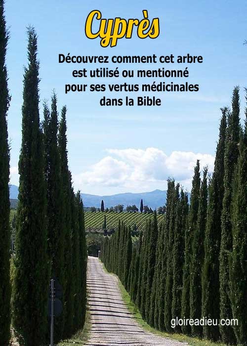 Cyprès – Plantes médicinales de la Bible