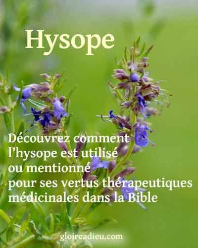 Hysope – Plante médicinale de la Bible