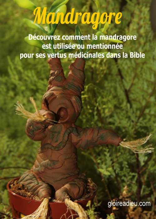 Mandragore – Plante médicinale de la Bible