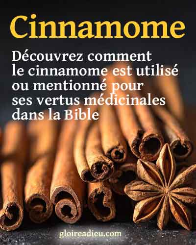 Cinnamome, cannelle – Plante médicinale de la Bible