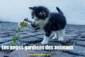 Les anges gardiens des animaux