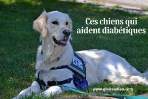 Ces chiens qui aident les diabétiques