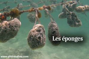 Eponges naturelles et éponges domestiques