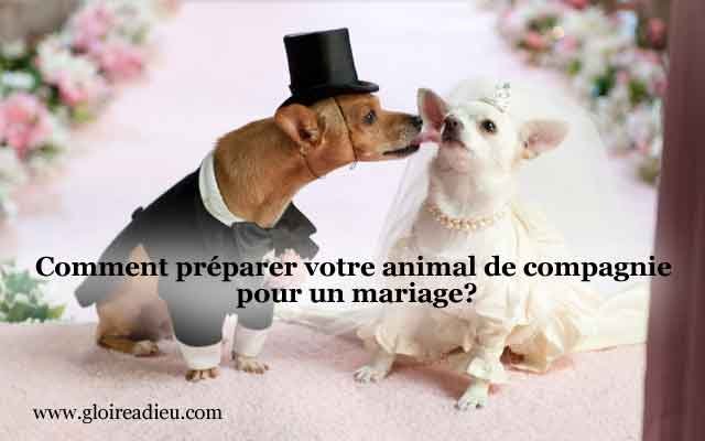 Comment préparer votre animal de compagnie pour votre mariage?